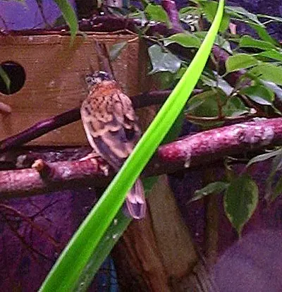 File:Vidua obtusa female.jpg
