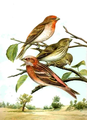 File:Carpodacus erythrinus & Carpodacus roseus.jpg