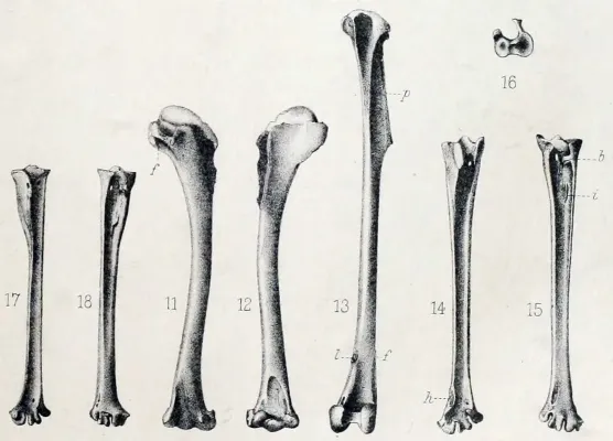File:Mascarenotus sauzieri.jpg