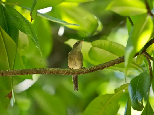 File:Seychellen-Rohrsaenger - Acrocephalus sechellensis.jpg