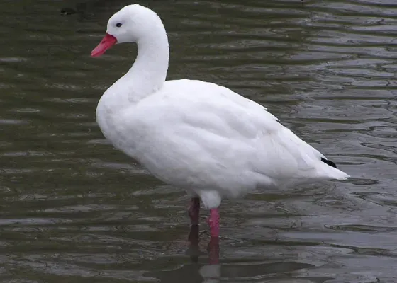 File:Coscoroba coscoroba1.jpg
