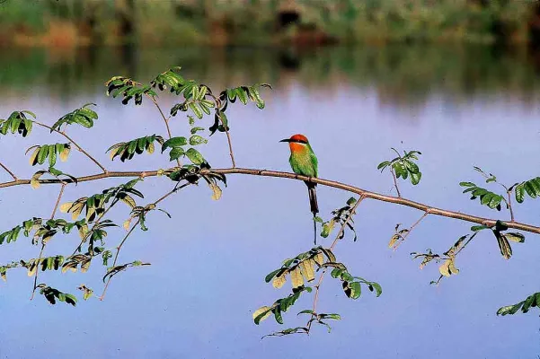 File:Merops boehmi (atamari).jpg