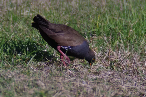 File:Tribonyx ventralis -Joondalup, Western Australia, Australia-8.jpg