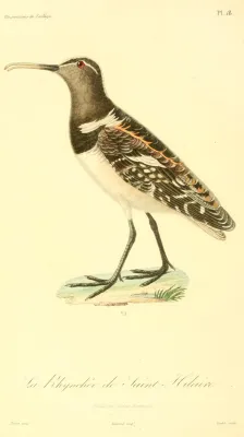 File:Nycticryphes semicollaris 1831.jpg