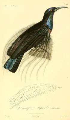 File:Ptiloris magnificus 1831.jpg