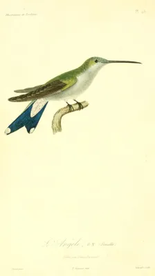 File:Heliangelus amethysticollis 1831 (femelle).jpg