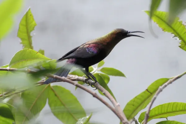 File:Cinnyris cupreus male.JPG