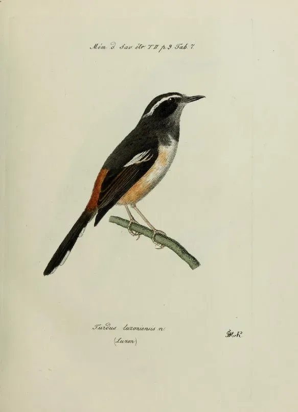 File:Copsychus luzoniensis.jpg