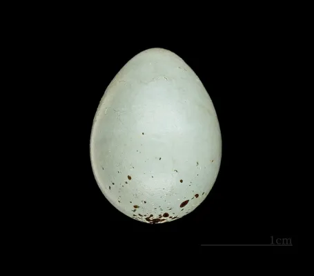 File:Bouvreuil tête grise – Pyrrhula erythaca – Eure 26- 222.jpg