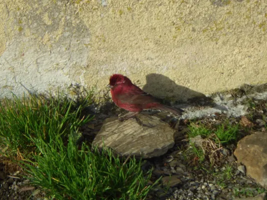 File:Carpodacus formosanus.jpg