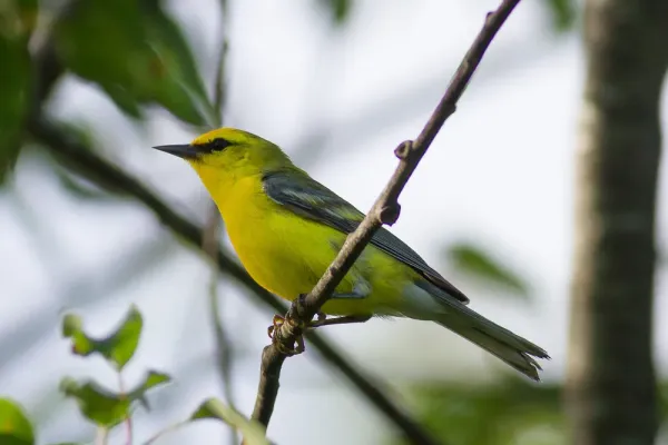 File:Vermivora cyanoptera -North Berwick, Maine, USA-8.jpg