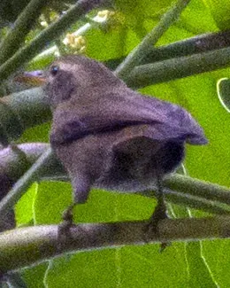 File:Giant White-eye Palau Greater White-eye Megazosterops palauensis photographed in Palau on 31 May 2013 by Devon Pike.jpg