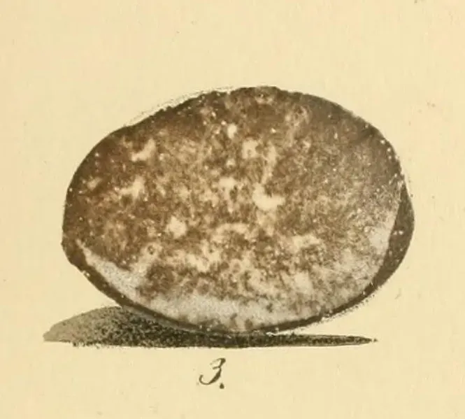 File:Beitrag zur fauna Centralpolynesiens. Ornithologie der Viti-, Samoa- und Tonga-inselnPl2 Ptilinopus porphyraceus.jpg