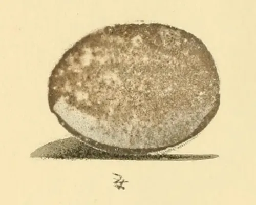 File:Beitrag zur fauna Centralpolynesiens. Ornithologie der Viti-, Samoa- und Tonga-inselnPl2 Ptilinopus luteovirens.jpg