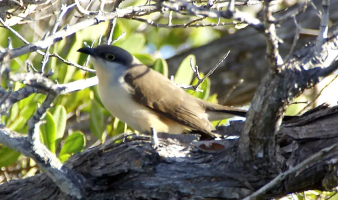File:Coccyzus melacoryphus.jpg