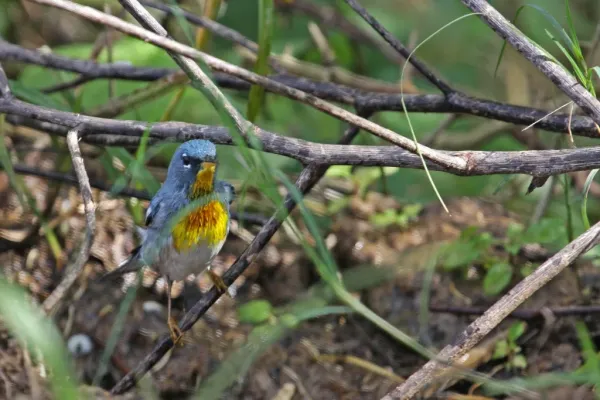 File:Northern Parula (Setophaga americana) (8591587579).jpg
