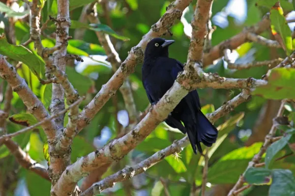 File:Greater Antillean Grackle (Quiscalus niger) (8592688100).jpg