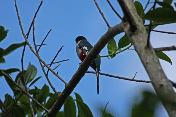 File:Cuban Trogon (Priotelus temnurus) (8592688206).jpg