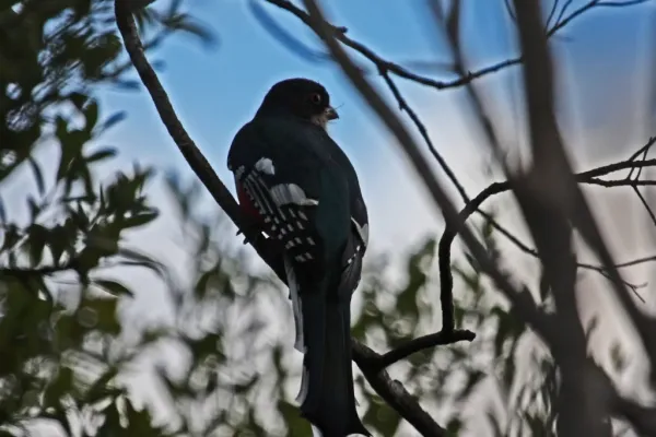 File:Cuban Trogon (Priotelus temnurus) (8591587771).jpg
