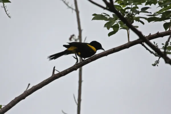 File:Cuban Oriole (Icterus melanopsis) (8592689080).jpg