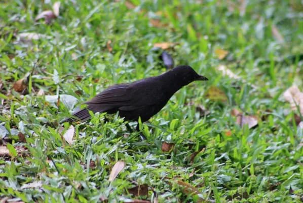 File:Bornean Whistling Thrush (Myophonus borneensis) (6967255694).jpg