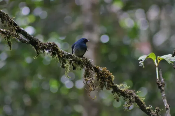 File:Indigo Flycatcher (Eumyias indigo) (6967255334).jpg