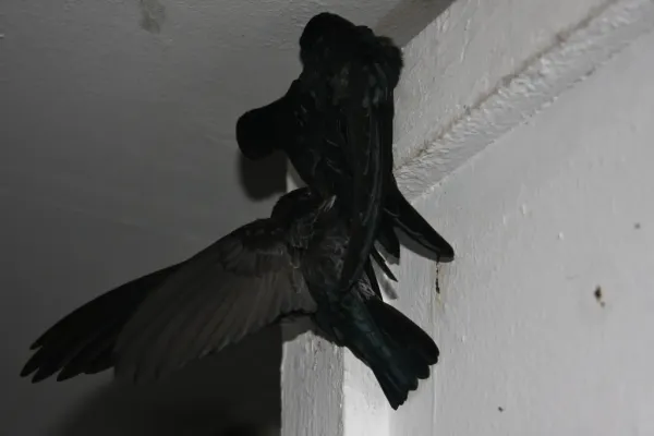 File:Glossy Swiftlet (Collocalia esculenta) (6967247958).jpg