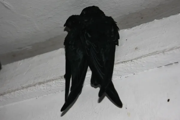 File:Glossy Swiftlet (Collocalia esculenta) (6967247846).jpg