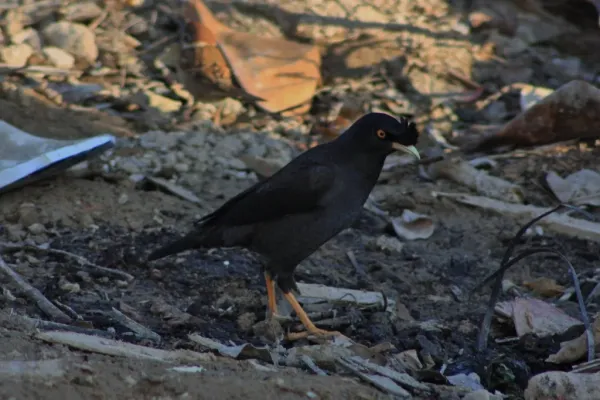 File:Crested Myna (Acridotheres cristatellus) (6748002407).jpg