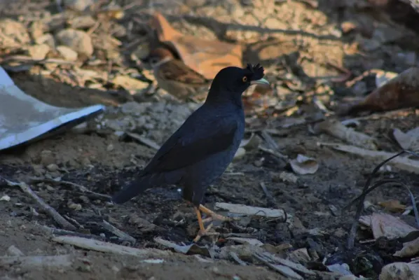 File:Crested Myna (Acridotheres cristatellus) (6748001873).jpg