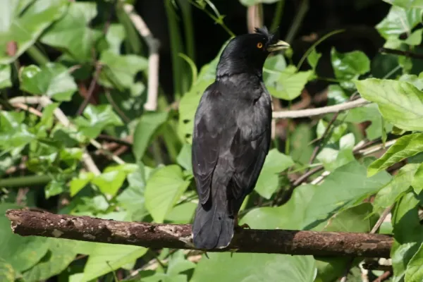 File:Crested Myna (Acridotheres cristatellus) (5780299995).jpg