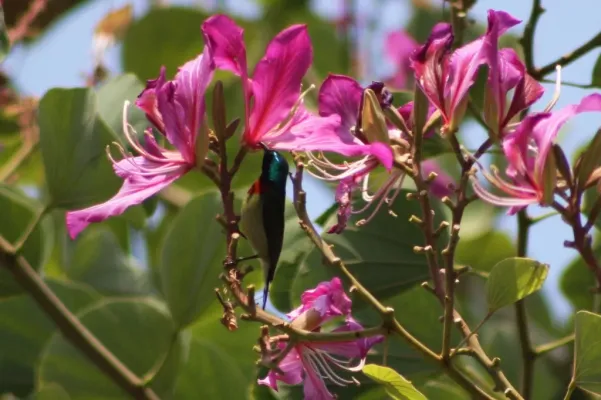 File:Fork-tailed Sunbird (Aethopyga christinae) (5780782150).jpg