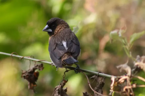 File:White-rumped Munia (Lonchura striata) (5780780488).jpg