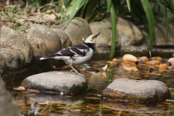 File:Black-collared Starling (Gracupica nigricollis), Hong Kong Botanical Gardens (5780233279).jpg