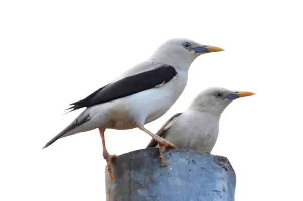 File:White-headed starling (Sturnia erythropygia) May 2013 Neil Island Andaman.jpg