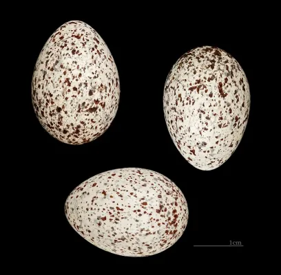 File:Pycnonotus xanthopygos Saffagh Saïda Liban.jpg
