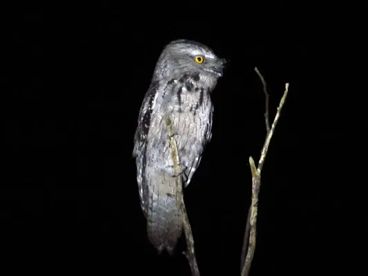 File:Tawny Frogmouth (Podargus strigoides) (8274665762).jpg