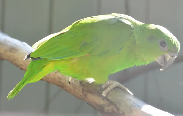 File:Amazona agilis -Vienna Zoo, Schonbrunn Palace, Vienna, Austria-8a.jpg