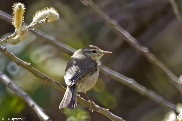File:Mosquitero canario,- (Phylloscopus canariensis) (6819267827).jpg