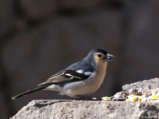 File:Pinzón Vulgar (Fringilla coelebs canariensis) (♂) (5582488838).jpg