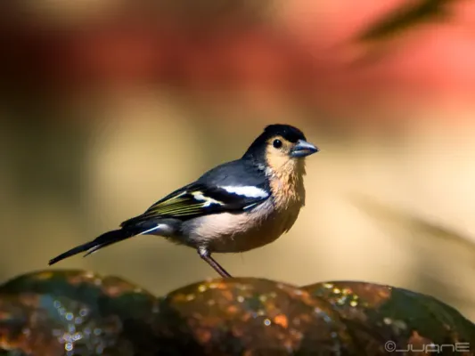 File:Pinzón Vulgar (Fringilla coelebs canariensis) (4511551193).jpg