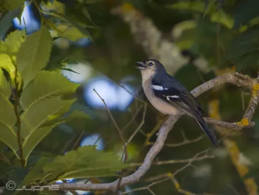 File:Pinzón Vulgar (Fringilla coelebs canariensis) (3611359870).jpg