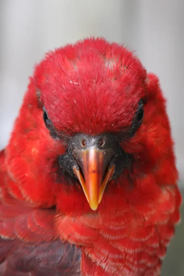 File:Chalcopsitta cardinalis -Cincinnati Zoo, Ohio, USA -head-8a (1).jpg