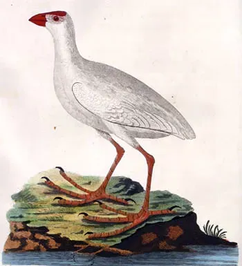 File:PorphyrioAlbus.jpg