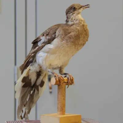 File:Ectopistes migratorius ULaval 3.jpg