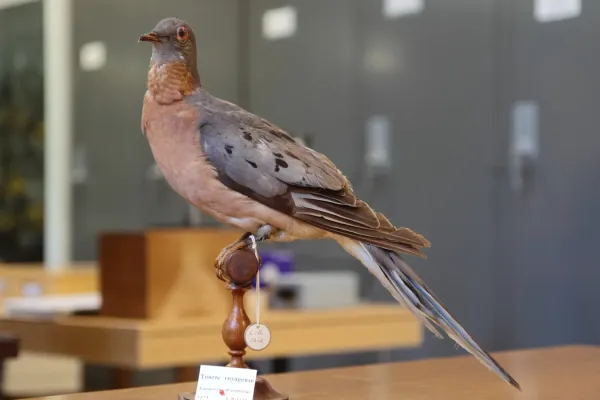 File:Ectopistes migratorius ULaval 1.jpg