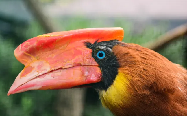 File:Buceros hydrocorax (Feuerhornvogel - Rufous Hornbill) - Weltvogelpark Walsrode 2013-02.jpg