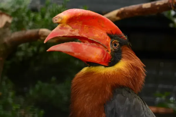 File:Buceros hydrocorax (Feuerhornvogel - Rufous Hornbill) - Weltvogelpark Walsrode 2013-04.jpg