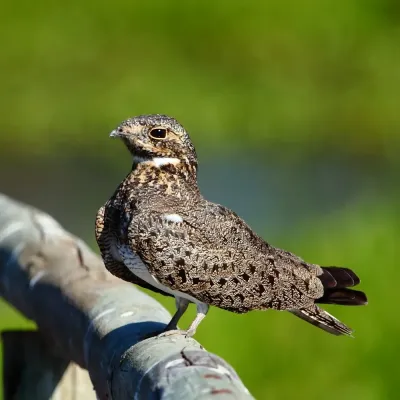 File:Podager (Chordeiles) nacunda Nacunda Nighthawk.jpg