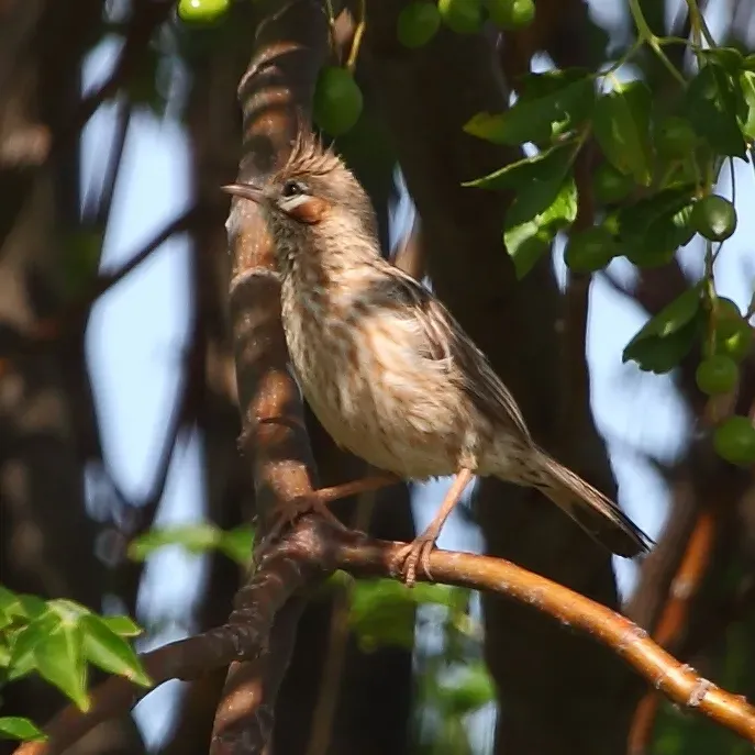 File:Coryphistera alaudina Lark-like Brushrunner.JPG